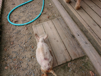 f:id:roukenhome-ann:20190807052458j:plain f:id:roukenhome-ann:20190807052458j:plain
