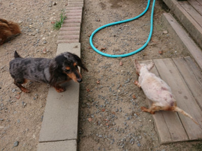 f:id:roukenhome-ann:20190807052504j:plain f:id:roukenhome-ann:20190807052504j:plain