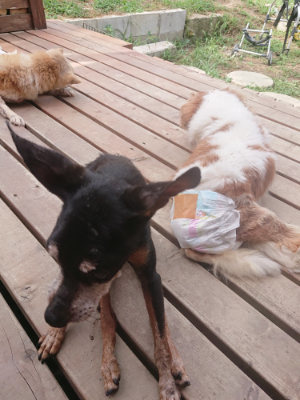 f:id:roukenhome-ann:20190807084536j:plain