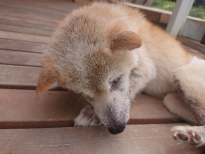 f:id:roukenhome-ann:20190807085334j:plain