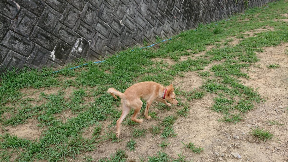 f:id:roukenhome-ann:20190807103105j:plain