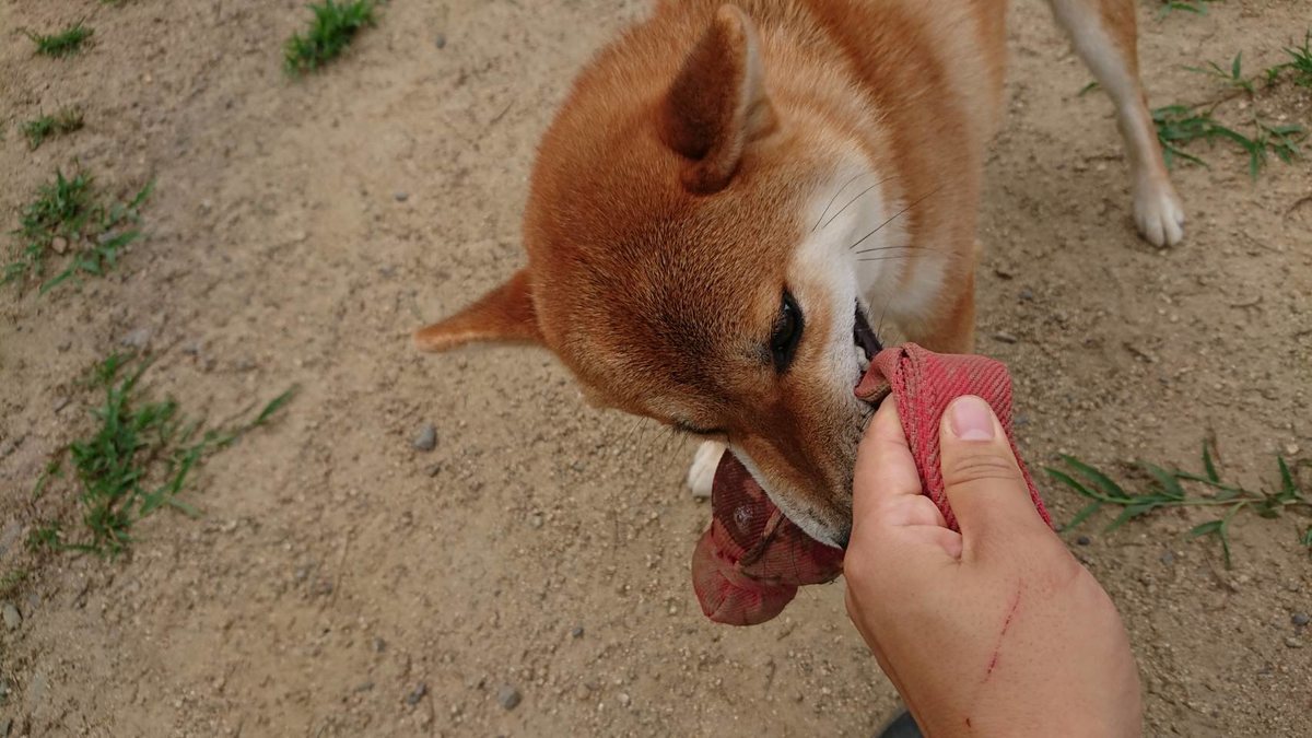 f:id:roukenhome-ann:20190807103426j:plain