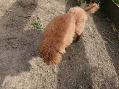 f:id:roukenhome-ann:20190807150239j:plain