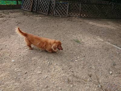 f:id:roukenhome-ann:20190807150857j:plain