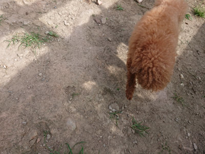 f:id:roukenhome-ann:20190807151516j:plain