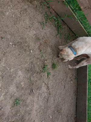 f:id:roukenhome-ann:20190807151713j:plain