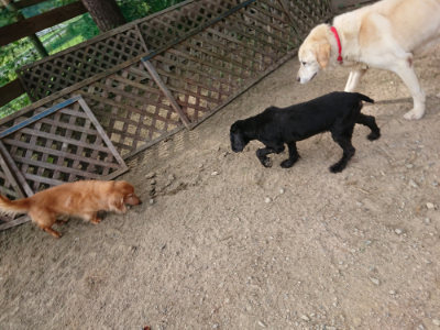 f:id:roukenhome-ann:20190807151921j:plain