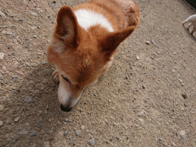 f:id:roukenhome-ann:20190807172019j:plain