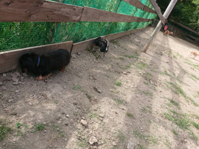 f:id:roukenhome-ann:20190807172025j:plain