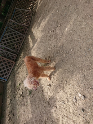 f:id:roukenhome-ann:20190807204413j:plain