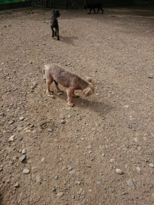 f:id:roukenhome-ann:20190807210305j:plain