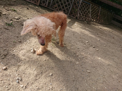 f:id:roukenhome-ann:20190807210404j:plain