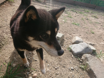 f:id:roukenhome-ann:20190807210622j:plain