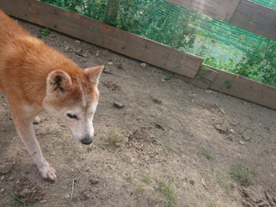 f:id:roukenhome-ann:20190807211656j:plain