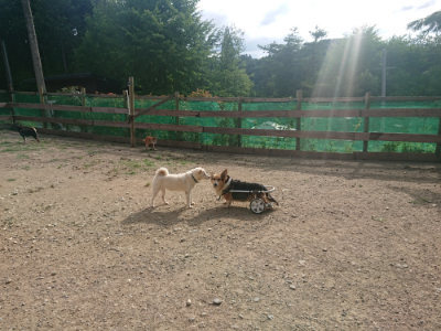 f:id:roukenhome-ann:20190808050314j:plain