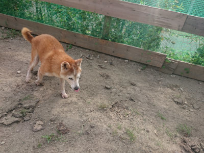 f:id:roukenhome-ann:20190808050343j:plain