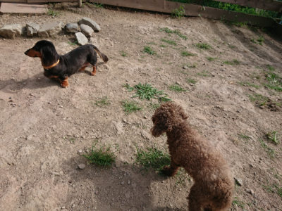f:id:roukenhome-ann:20190808050407j:plain