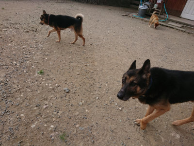 f:id:roukenhome-ann:20190808051701j:plain f:id:roukenhome-ann:20190808051701j:plain