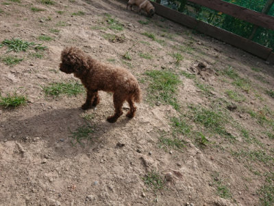 f:id:roukenhome-ann:20190808051716j:plain f:id:roukenhome-ann:20190808051716j:plain