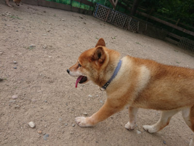 f:id:roukenhome-ann:20190808051851j:plain f:id:roukenhome-ann:20190808051851j:plain