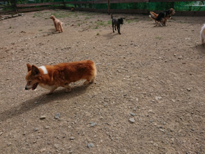 f:id:roukenhome-ann:20190808052214j:plain f:id:roukenhome-ann:20190808052214j:plain