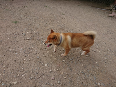 f:id:roukenhome-ann:20190808052224j:plain f:id:roukenhome-ann:20190808052224j:plain