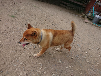 f:id:roukenhome-ann:20190808052241j:plain f:id:roukenhome-ann:20190808052241j:plain