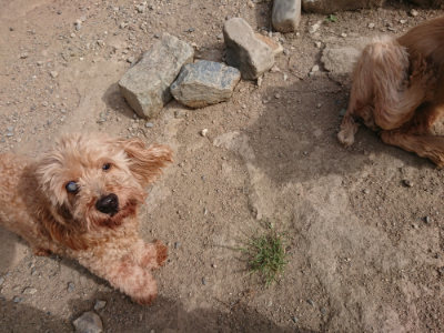 f:id:roukenhome-ann:20190808052246j:plain f:id:roukenhome-ann:20190808052246j:plain