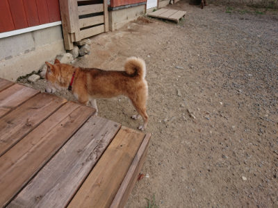 f:id:roukenhome-ann:20190808052344j:plain f:id:roukenhome-ann:20190808052344j:plain