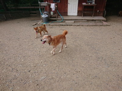 f:id:roukenhome-ann:20190808052509j:plain f:id:roukenhome-ann:20190808052509j:plain
