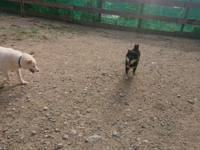 f:id:roukenhome-ann:20190808071215j:plain f:id:roukenhome-ann:20190808071215j:plain