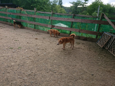 f:id:roukenhome-ann:20190808071513j:plain f:id:roukenhome-ann:20190808071513j:plain