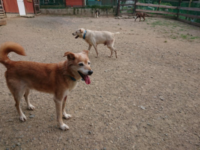 f:id:roukenhome-ann:20190808071548j:plain f:id:roukenhome-ann:20190808071548j:plain