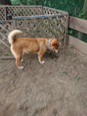 f:id:roukenhome-ann:20190808071640j:plain f:id:roukenhome-ann:20190808071640j:plain