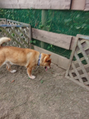 f:id:roukenhome-ann:20190808071653j:plain f:id:roukenhome-ann:20190808071653j:plain