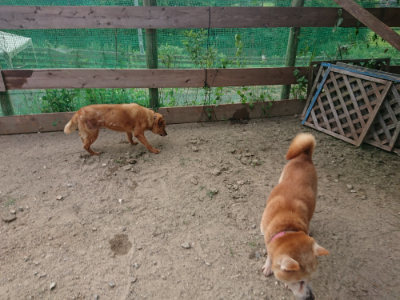 f:id:roukenhome-ann:20190808071824j:plain f:id:roukenhome-ann:20190808071824j:plain