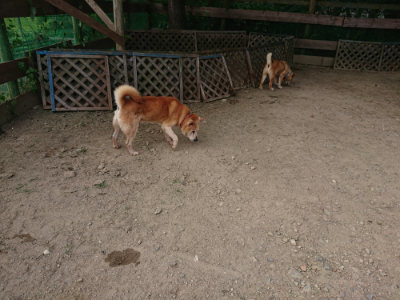 f:id:roukenhome-ann:20190808071917j:plain f:id:roukenhome-ann:20190808071917j:plain
