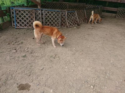 f:id:roukenhome-ann:20190808071937j:plain f:id:roukenhome-ann:20190808071937j:plain