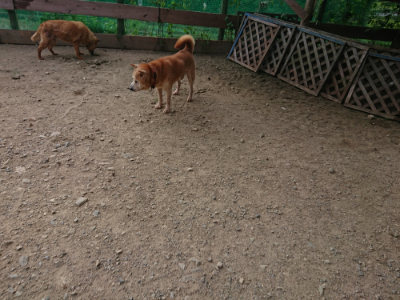f:id:roukenhome-ann:20190808072010j:plain f:id:roukenhome-ann:20190808072010j:plain