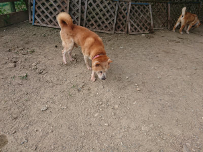 f:id:roukenhome-ann:20190808072114j:plain f:id:roukenhome-ann:20190808072114j:plain