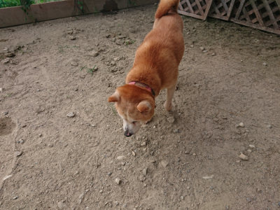 f:id:roukenhome-ann:20190808072410j:plain f:id:roukenhome-ann:20190808072410j:plain