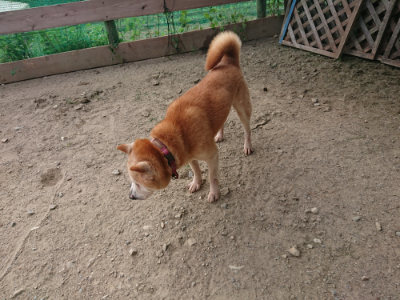 f:id:roukenhome-ann:20190808072441j:plain f:id:roukenhome-ann:20190808072441j:plain