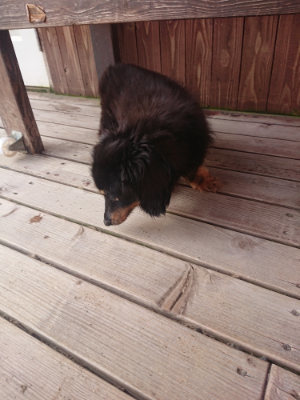 f:id:roukenhome-ann:20190808072540j:plain f:id:roukenhome-ann:20190808072540j:plain