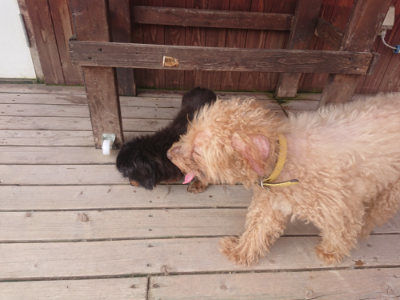 f:id:roukenhome-ann:20190808072635j:plain f:id:roukenhome-ann:20190808072635j:plain
