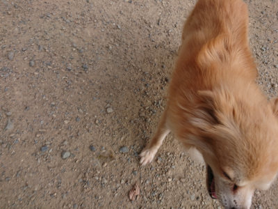 f:id:roukenhome-ann:20190808072816j:plain f:id:roukenhome-ann:20190808072816j:plain