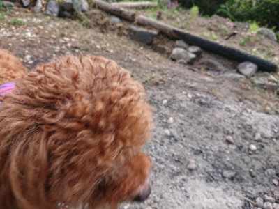 f:id:roukenhome-ann:20190808082053j:plain f:id:roukenhome-ann:20190808082053j:plain