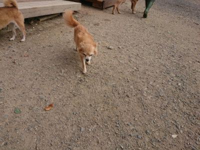 f:id:roukenhome-ann:20190808082136j:plain f:id:roukenhome-ann:20190808082136j:plain