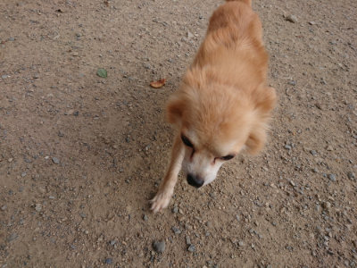 f:id:roukenhome-ann:20190808082141j:plain f:id:roukenhome-ann:20190808082141j:plain