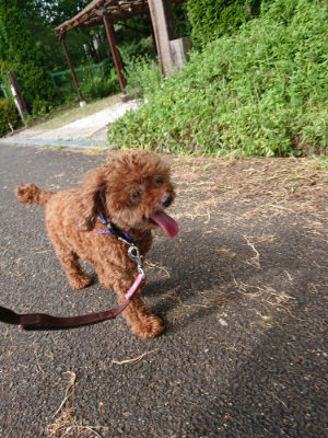 f:id:roukenhome-ann:20190808082245j:plain f:id:roukenhome-ann:20190808082245j:plain