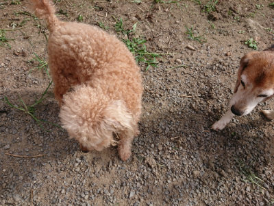 f:id:roukenhome-ann:20190808082629j:plain f:id:roukenhome-ann:20190808082629j:plain